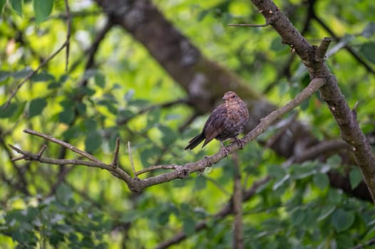 A female blackbird ( Turdus merula ) perches on a branch in a tree in the wild