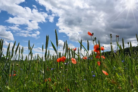 Field with green cereals, red poppies, blue cornflowers , blue sky, clouds and sun