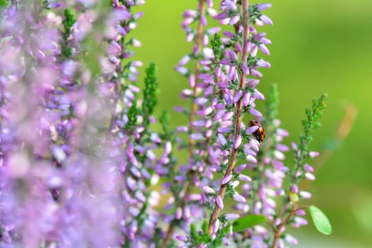 A reed Ladybird on a pink plant in green nature
