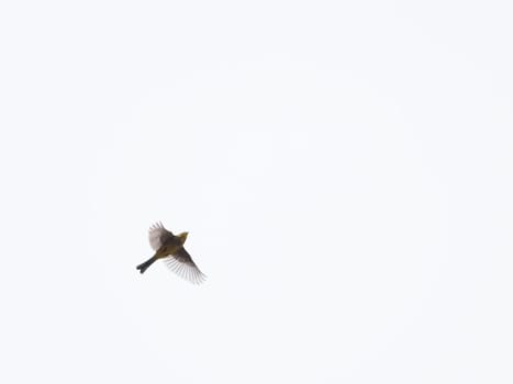 Flying bird on white background