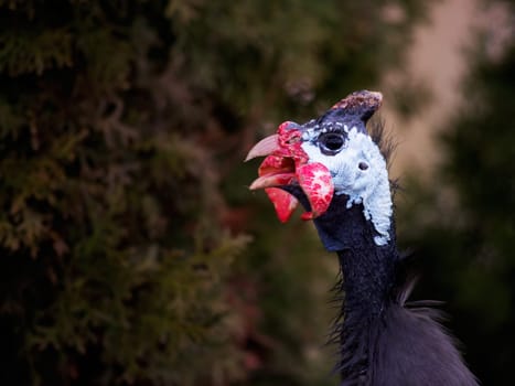 Helmeted guineafowl, Numida meleagris, big grey bird in grass.