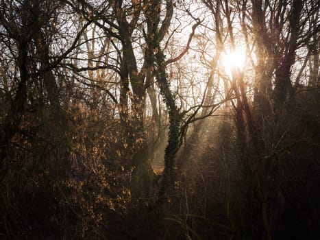 Sunshine through winter forest in Burgenland