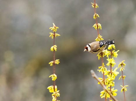 Goldfinch on forsythia plant