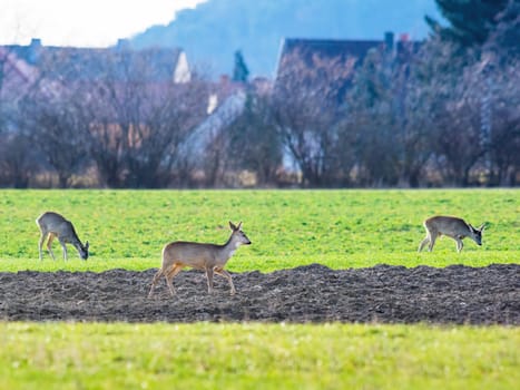 A herd of deer grazes on a green meadow on the horizon in the background houses and village