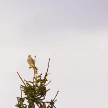 Kestrel resting in a tree