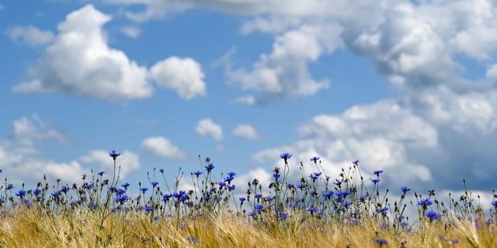 Lots of blue cornflowers in the cornfield,blue sky and white clouds