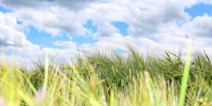 Grain field before harvest with blue sky and clouds