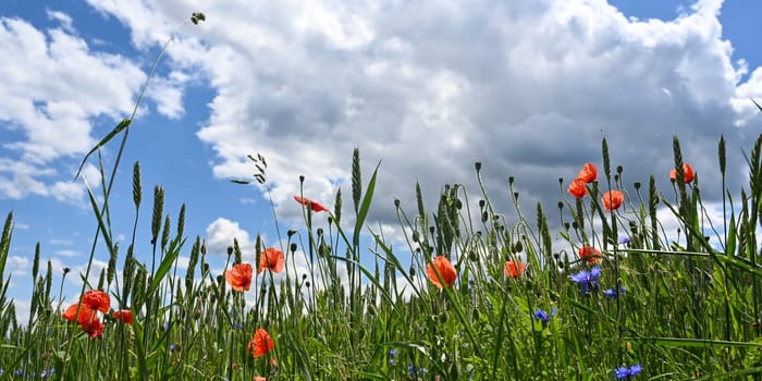Field with green cereals, red  poppies, blue cornflowers and blue sky