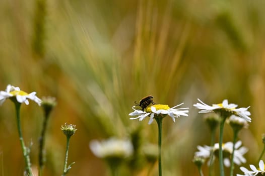Two Red-necked Bucks (Stictoleptura rubra) mating, with lots of pollen on the body, on a white-yellow flower in nature