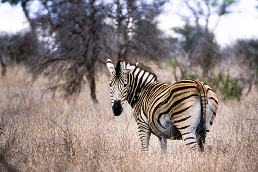 Plains Zebra, (Equus burchellii), Kruger National Park, Mpumalanga, South Africa, Africa