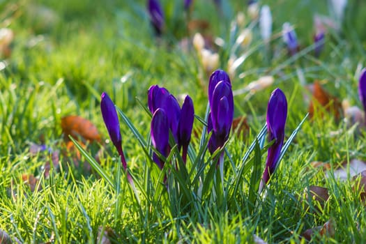 crocus flowers in a garden - fresh spring flowers