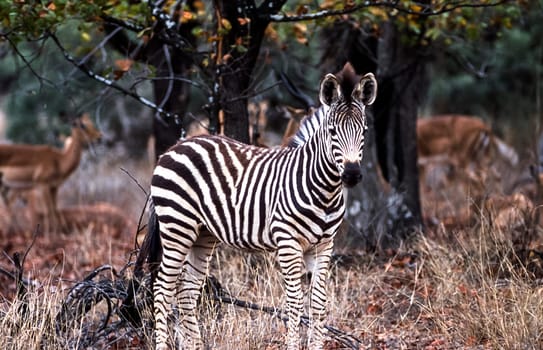 Plains Zebra, (Equus burchellii), Kruger National Park, Mpumalanga, South Africa, Africa