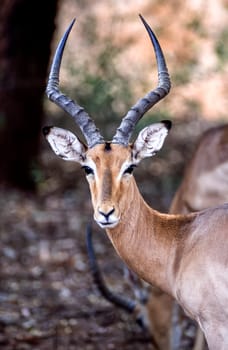 Impala, (Aepyceros melampus), Kruger National Park, Mpumalanga, South Africa, Africa.