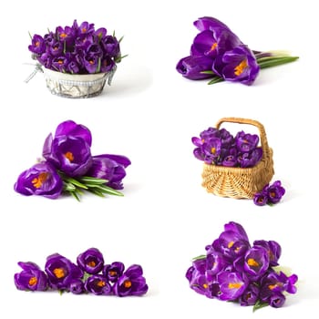 crocus flower on white background - fresh spring flowers - collage