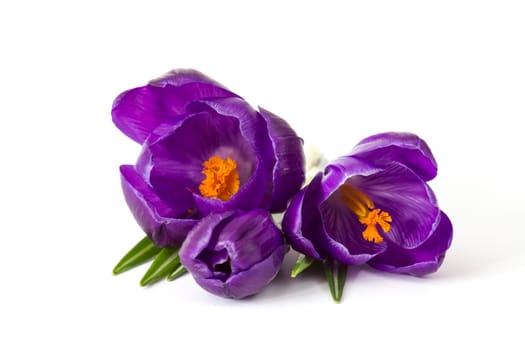 crocus flower on white background - fresh spring flowers