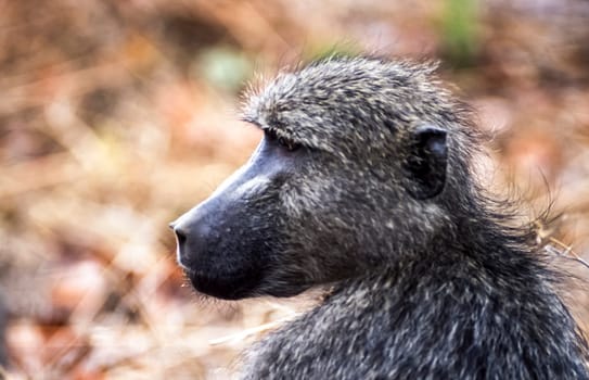 Savanna Baboon, (Papio cynocephalus ursinus), Kruger National Park, Mpumalanga, South Africa, Africa