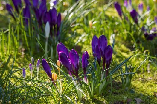 crocus flowers in a garden - fresh spring flowers