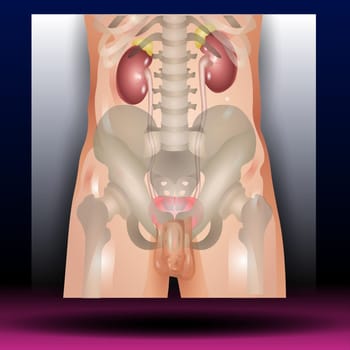 Male Genitourinary system consists of the kidneys, ureters, bladder, urethra and sex organs. reproductive and urinary system. Human silhouette. Vector Illustration.