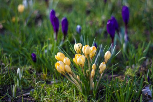 crocus flowers in a garden - fresh spring flowers