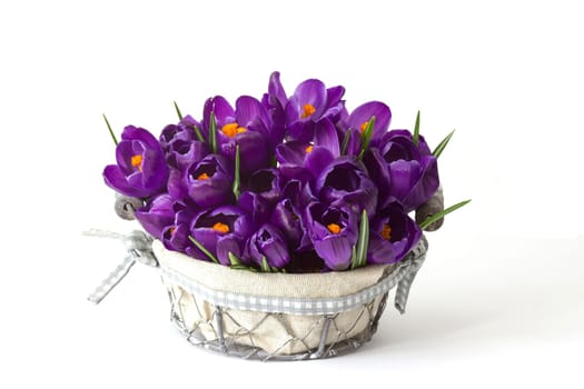 crocus flowers in a basket on white background - fresh spring flowers