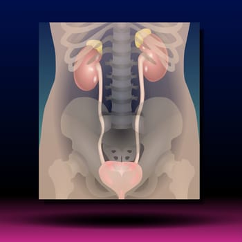 Female Genitourinary system consists of the kidneys, ureters, bladder, urethra and sex organs. reproductive and urinary system. Human silhouette. Vector Illustration.