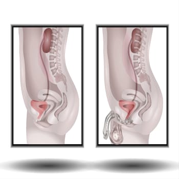 Male and female urogenital system. Vector illustration. Human anatomy.