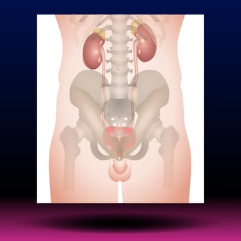 Male Genitourinary system consists of the kidneys, ureters, bladder, urethra and sex organs. reproductive and urinary system. Human silhouette. Vector Illustration.
