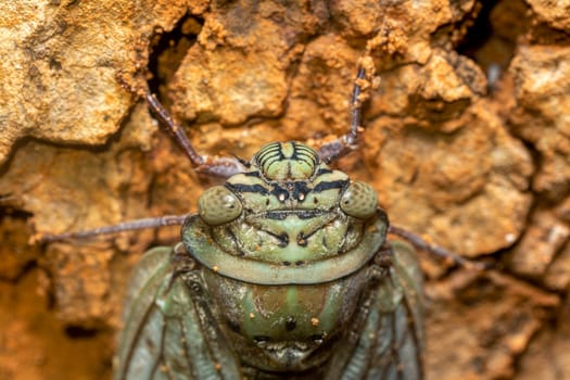 Yanga heathi, Cicada in superfamily, the Cicadoidea, insect in the order Hemiptera (true bugs) in the suborder Auchenorrhyncha,Tsingy de Bemaraha, Madagascar wildlife animal