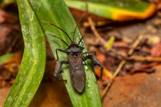 Leaf-footed Bug (Anoplocnemis madagascariensis), insect Tsingy de Bemaraha, Madagascar wildlife animal