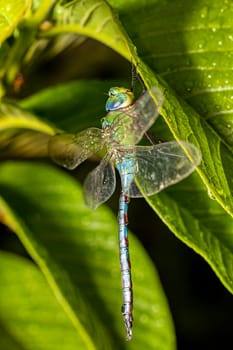 Madagascar Emperor dragonfly (Anax tumorifer) genus of dragonflies in the family Aeshnidae, Tsingy de Bemaraha, Madagascar wildlife animal