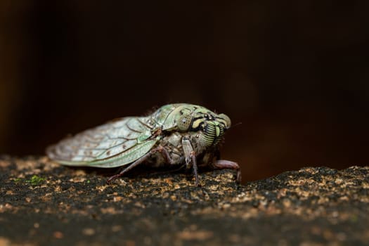 Yanga heathi, Cicada in superfamily, the Cicadoidea, insect in the order Hemiptera (true bugs) in the suborder Auchenorrhyncha,Tsingy de Bemaraha, Madagascar wildlife animal