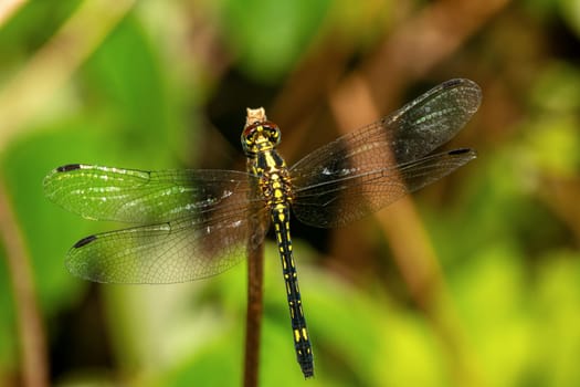 Neodythemis hildebrandti, genus of dragonfly in the family Libellulidae, flying insect belonging to the Anisoptera below the order Odonata. Ranomafana national Park, Madagascar wildlife animal