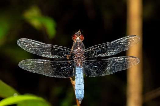 Azure Skimmer Dragonfly male (Orthetrum azureum) freshwater species, Analamazaotra National Park, Madagascar wildlife animal