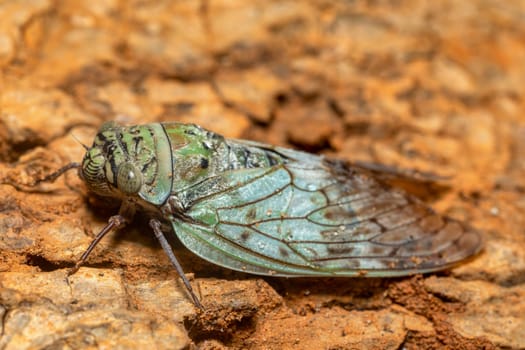 Yanga heathi, Cicada in superfamily, the Cicadoidea, insect in the order Hemiptera (true bugs) in the suborder Auchenorrhyncha,Tsingy de Bemaraha, Madagascar wildlife animal