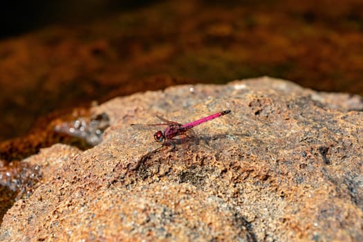 Crimson dropwing (Trithemis selika) dragonfly, species from the genus Trithemis. Andringitra National Park, Madagascar wildlife animal