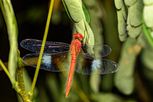 Coral-tailed cloudwing ,male (Tholymis tillarga), species of dragonfly in the family Libellulidae. Miandrivazo, Madagascar wildlife animal