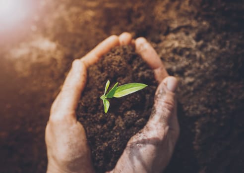 Woman hands taking care of a seedling in the soil. New sprout on sunny day in the garden in spring
