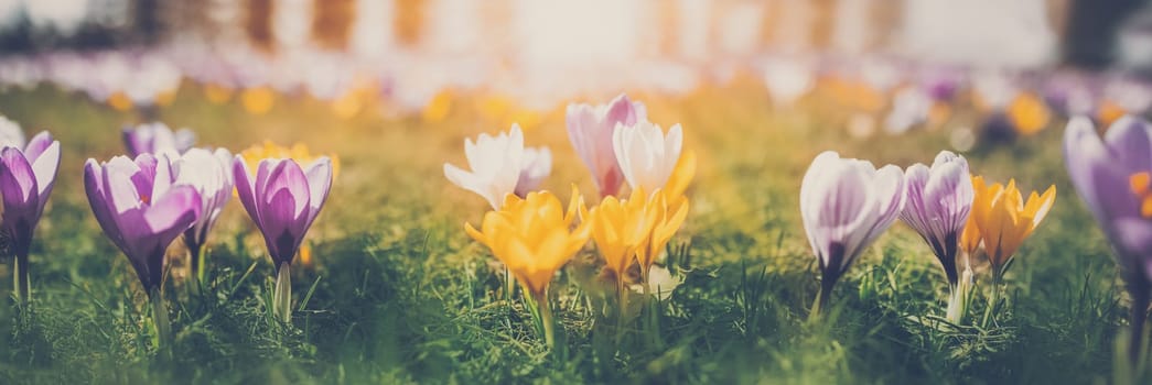 Closeup panoramic view of the spring flowers in the park. Crocus blossom on beautiful morning with sunlight in the forest in april