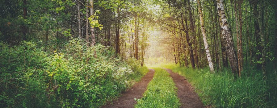 Country road in wild beautiful green forest. Woodland landscape in nature. Travel and hiking concept. Trees with young leaves in the parkland.