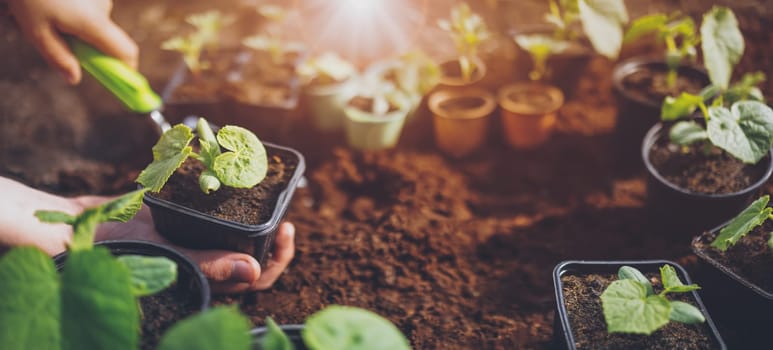 Child seedling a young plant sprout in the black soil. Concept of a new life, saving planet and gardening.