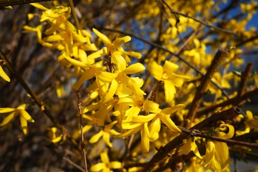 Forsythia is a genus of shrubs and small trees of the Olive family. Numerous yellow flowers on branches and shoots. Class Dicotyledonous Order Lamiaceae Olive family Genus Forsythia.