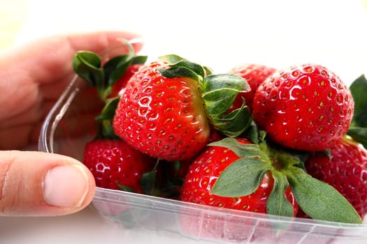 Ripe strawberries in a plastic package on a white background. Delicious fresh berries in a container for sale to customers. Keeping food fresh. Healthy food. Woman's hand holding strawberries