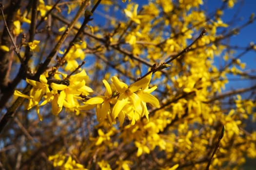 Forsythia is a genus of shrubs and small trees of the Olive family. Numerous yellow flowers on branches and shoots. Class Dicotyledonous Order Lamiaceae Olive family Genus Forsythia.