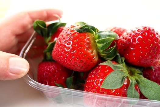 Ripe strawberries in a plastic package on a white background. Delicious fresh berries in a container for sale to customers. Keeping food fresh. Healthy food. Woman's hand holding strawberries