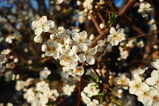 Blossoming of cherries, sweet cherries and bird cherry. Beautiful fragrant white flowers on the branches during the golden hour. Spring white flowers are collected in long thick drooping brushes.