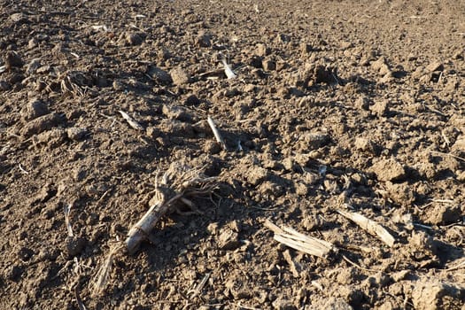 Arable field ready for spring agricultural work. Plowed black earth. Cornmeal on the ground. Fertile soil for planting. Fertilizers are the key to a good harvest. Agricultural work.