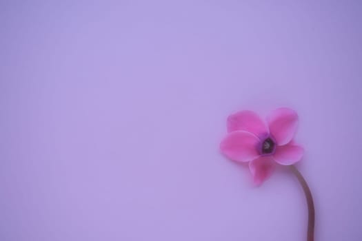 Cyclamen flower side view on pink purple background with blurred tender focus. One flower with five petals, Stem without leaves. Copy space. Foggy effect. Beautiful exquisite cyclamen flower postcard