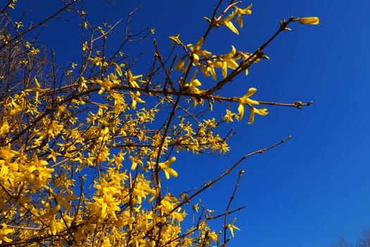 Forsythia is a genus of shrubs and small trees of the Olive family. Numerous yellow flowers on branches and shoots against a blue sky. Lamiaceae Olive family Genus Forsythia.