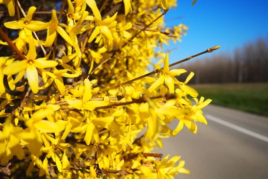 Forsythia is a genus of shrubs and small trees of the Olive family. Numerous yellow flowers on branches and shoots against a blue sky. Road and bare forest. Lamiaceae Olive family Genus Forsythia
