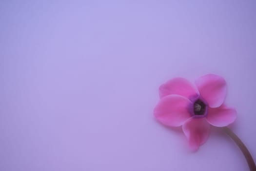 Cyclamen flower side view on pink purple background with blurred tender focus. One flower with five petals, Stem without leaves. Copy space. Foggy effect. Beautiful exquisite cyclamen flower postcard